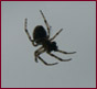 You are currently viewing Comment certaines araignées peuvent-elles marcher sur le plafond ?