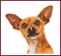 Lire la suite à propos de l’article Box office US : Le Chihuahua de Beverly Hills en tête